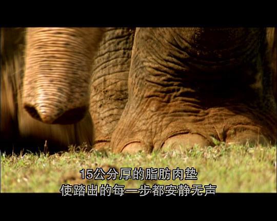 [国家地理]小宇宙:致命一击剧照